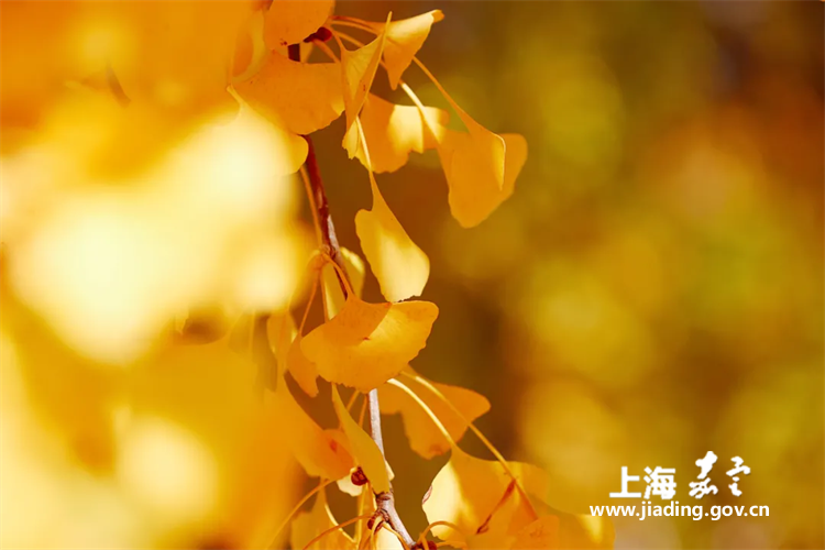 f19b1dd7a66844c4811893bcba994f2a.png